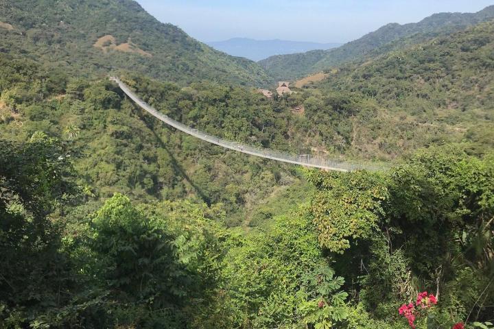 a tree with a mountain in the background