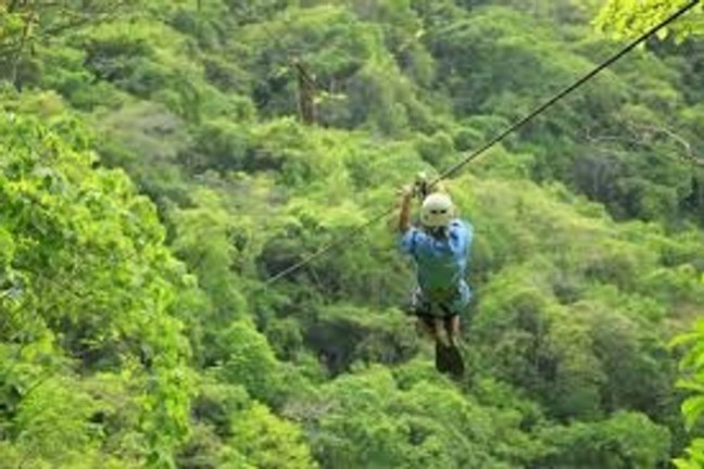 a person standing on a lush green forest