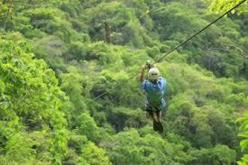 a person standing on a lush green forest