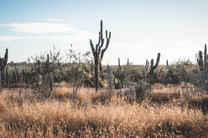a cactus in a field